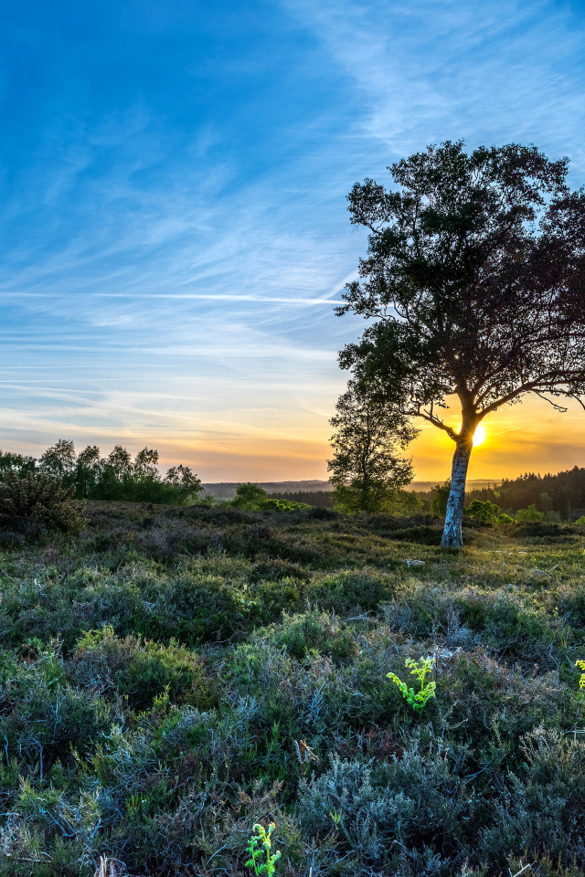Рассвет солнца в красивом голубом небе над полем