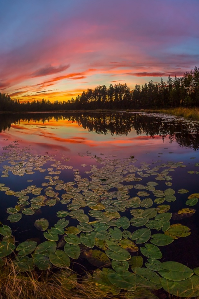 Сухая трава на берегу озера под красивым небом на закате солнца осенью