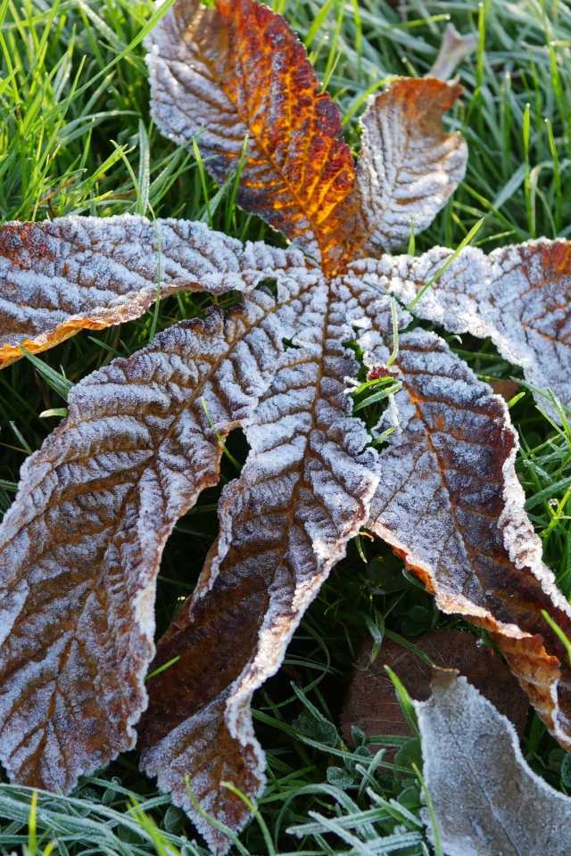 Сухой лист покрытый инеем лежит на зеленой траве