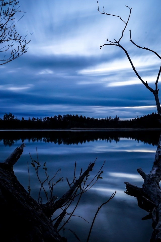 Сухое дерево у озера под красивым ночным небом