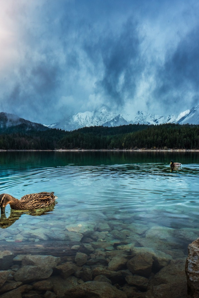 Утки плавают в чистой воде горного озера 