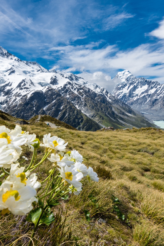 Цветы лютики на горе Маунт-Кук, Национальный парк в Новой Зеландии 