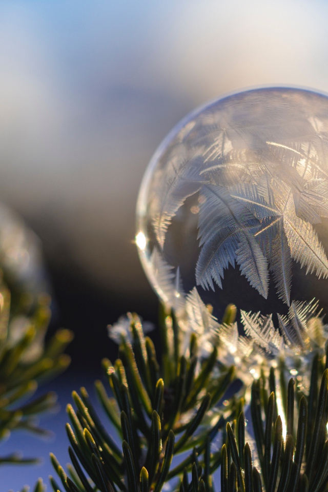Замерзший мыльный пузырь на еловой ветке зимой
