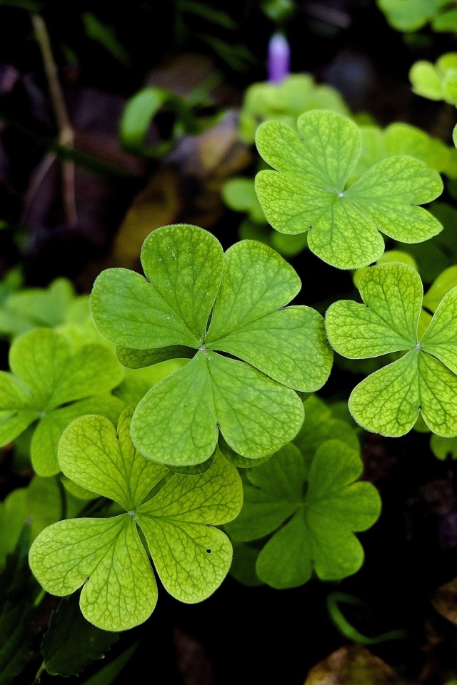 Зеленые листья клевера крупным планом