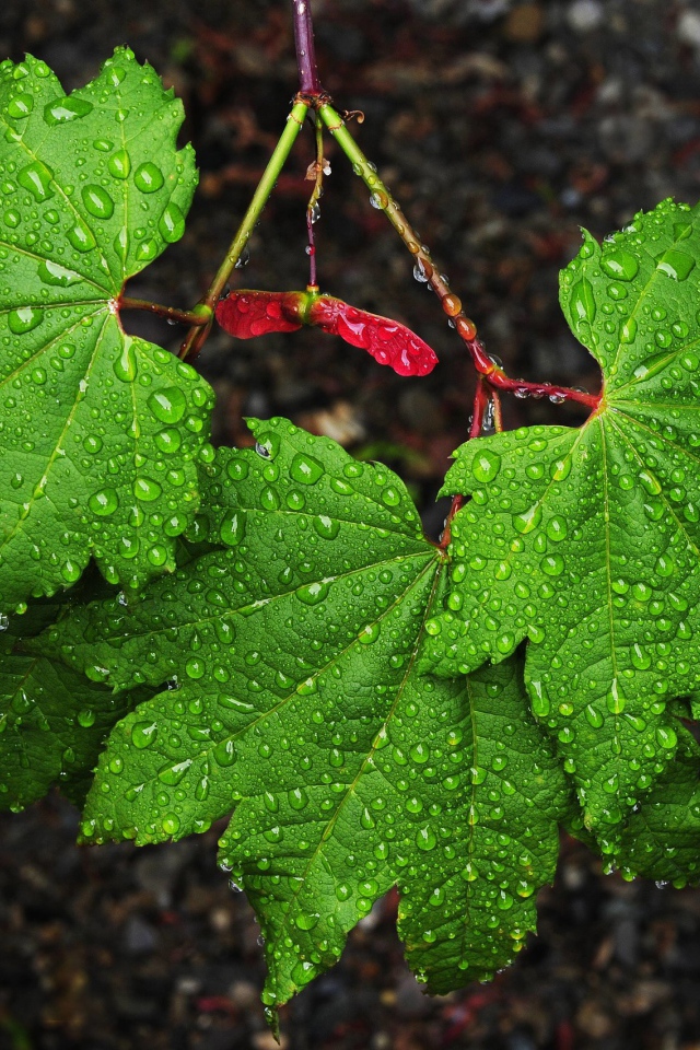 Зеленые листья клена в каплях дождя 