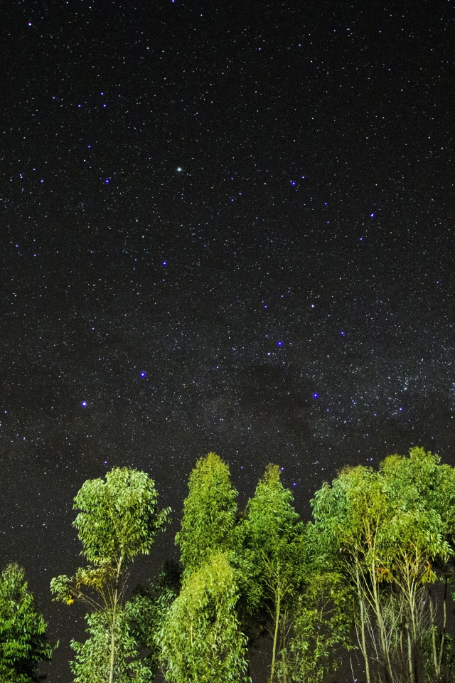 Зеленые верхушки деревьев на фоне звездного неба