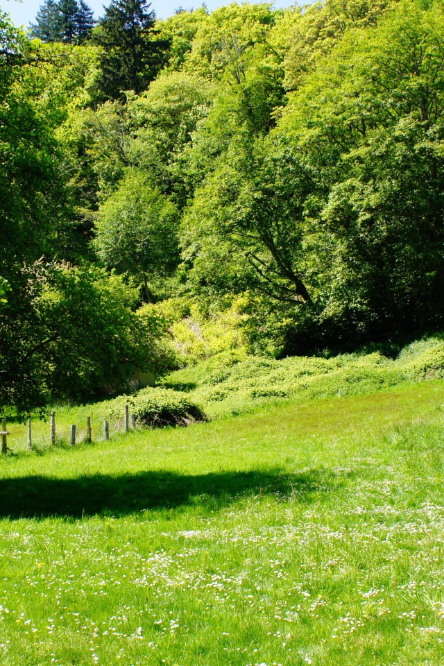 Зеленые деревья и трава летом 