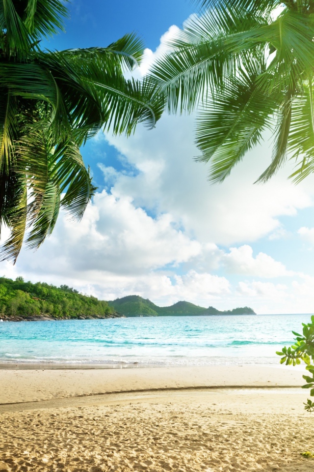 Высокие зеленые пальмы на берегу океана