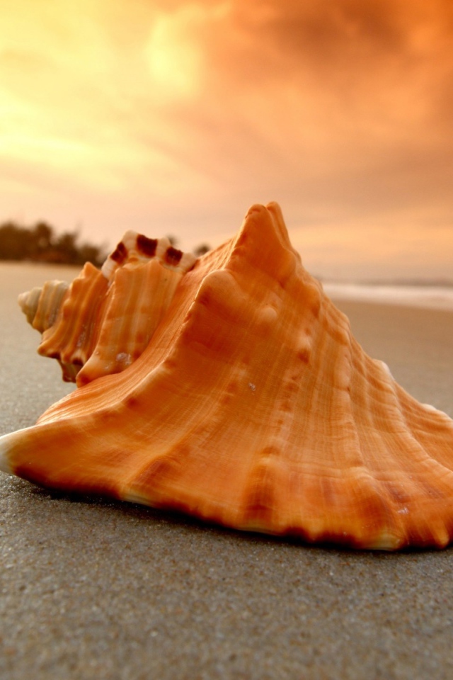 Большая ракушка лежит на горячем песке на закате солнца