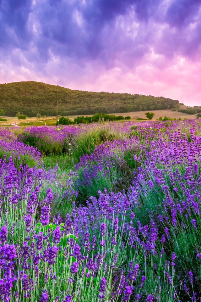 Лавандовые поля Прованса под красивым небом, Франция