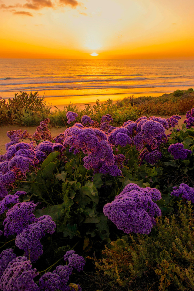 Сиреневые цветы на берегу океана на закате 