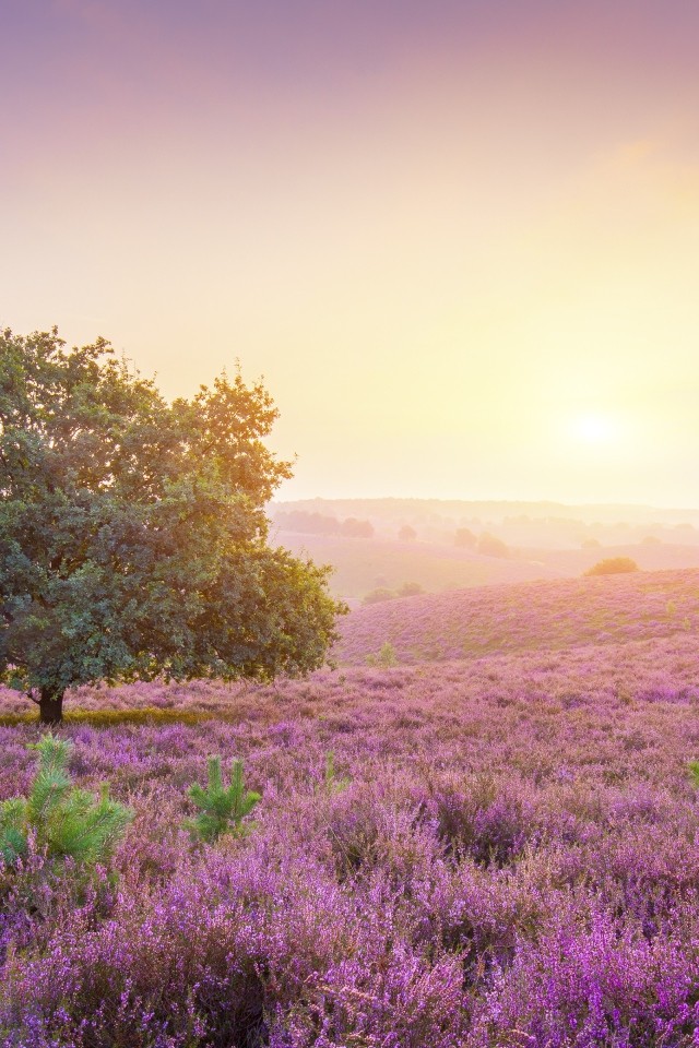 Одинокое дерево в поле с сиреневыми цветами на рассвете 