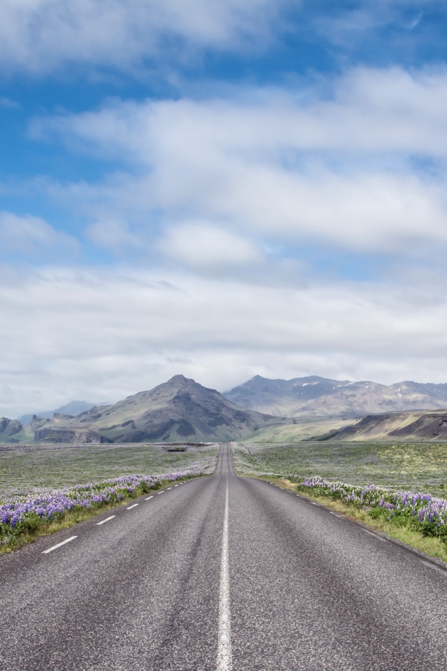 Цветы люпины у дороги под красивым небом
