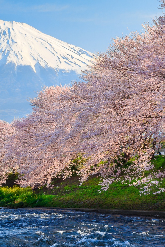 Розовые цветущие деревья сакуры у реки на фоне горы Фудзи, Япония