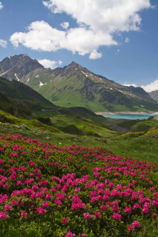 Розовые цветы рододендрон на фоне покрытых зеленью гор