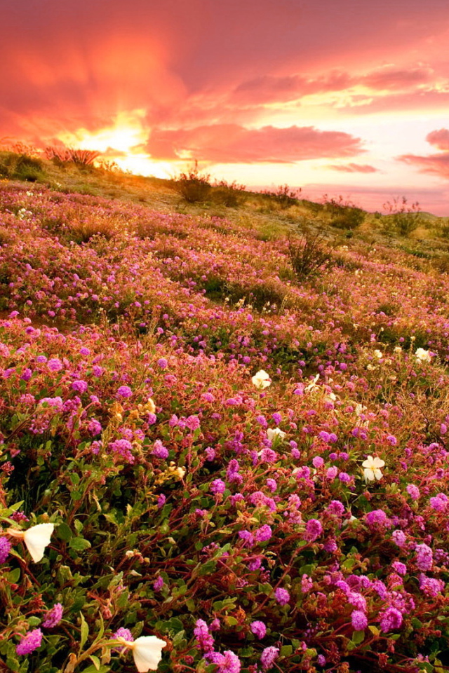 Розовые полевые цветы на фоне заката 
