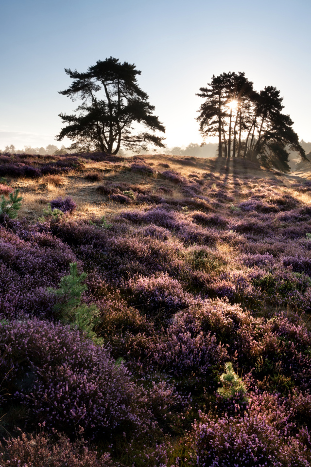 Лиловые полевые цветы и деревья в лучах солнца на рассвете