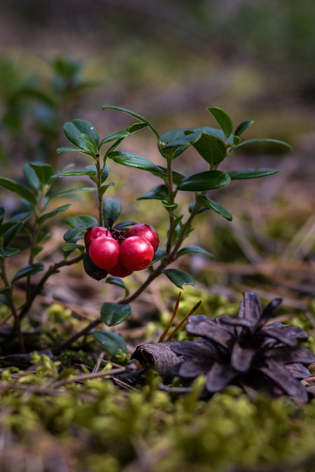 Красные ягоды клюквы на траве с сухими опавшими сосновыми шишками