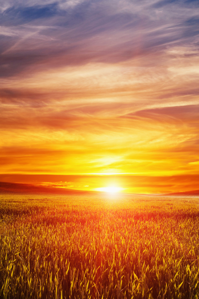 Закат летнего солнца над пшеничным полем 