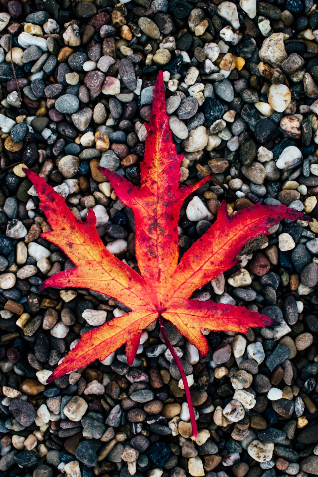 Опавший желтый лист лежит на мелких камнях