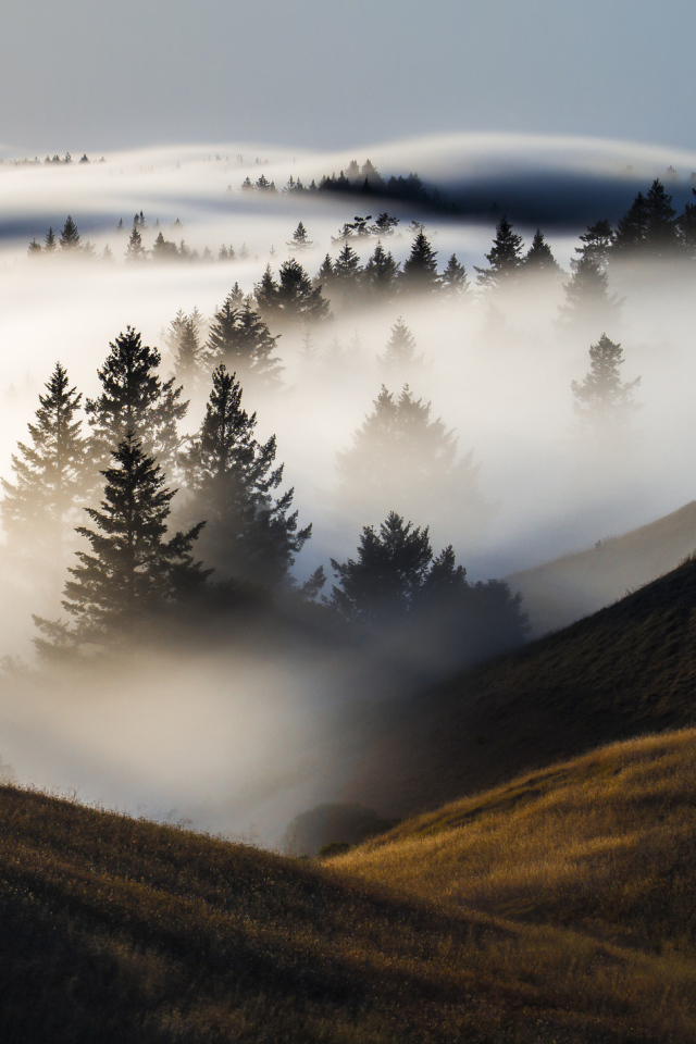 Утренний туман покрыл деревья и холмы