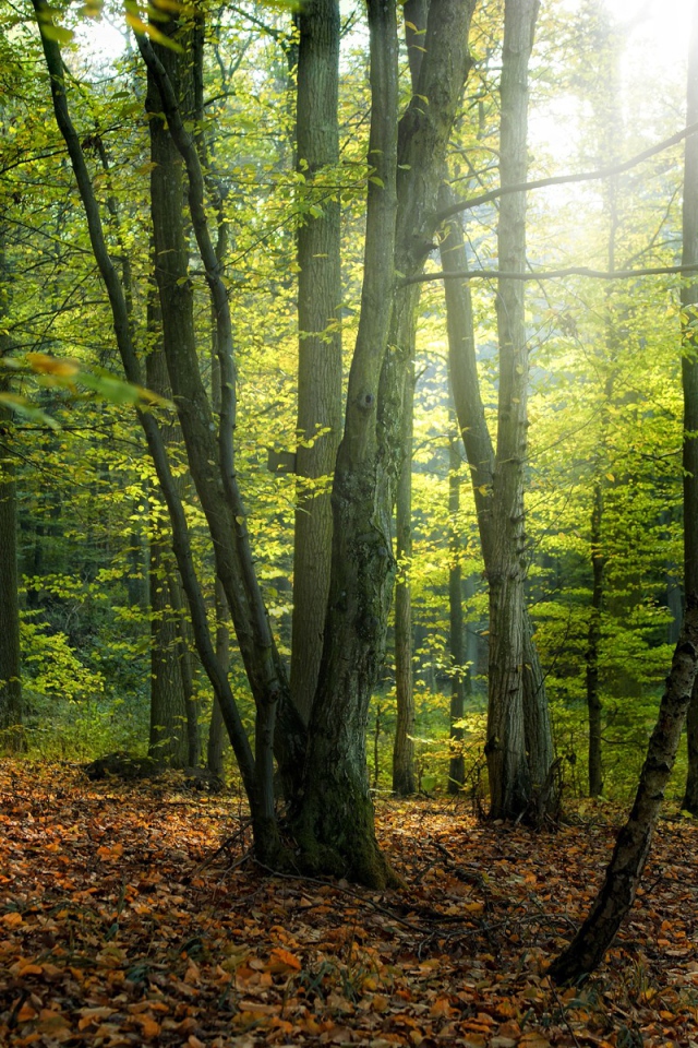 Солнце пробивается сквозь деревья в лесу 