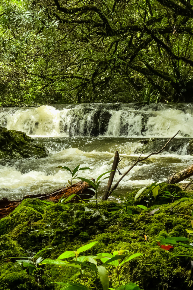 Водопад в лесу между деревьев, Франция 