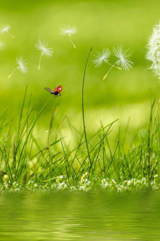 Белый одуванчик с зеленой травой у воды