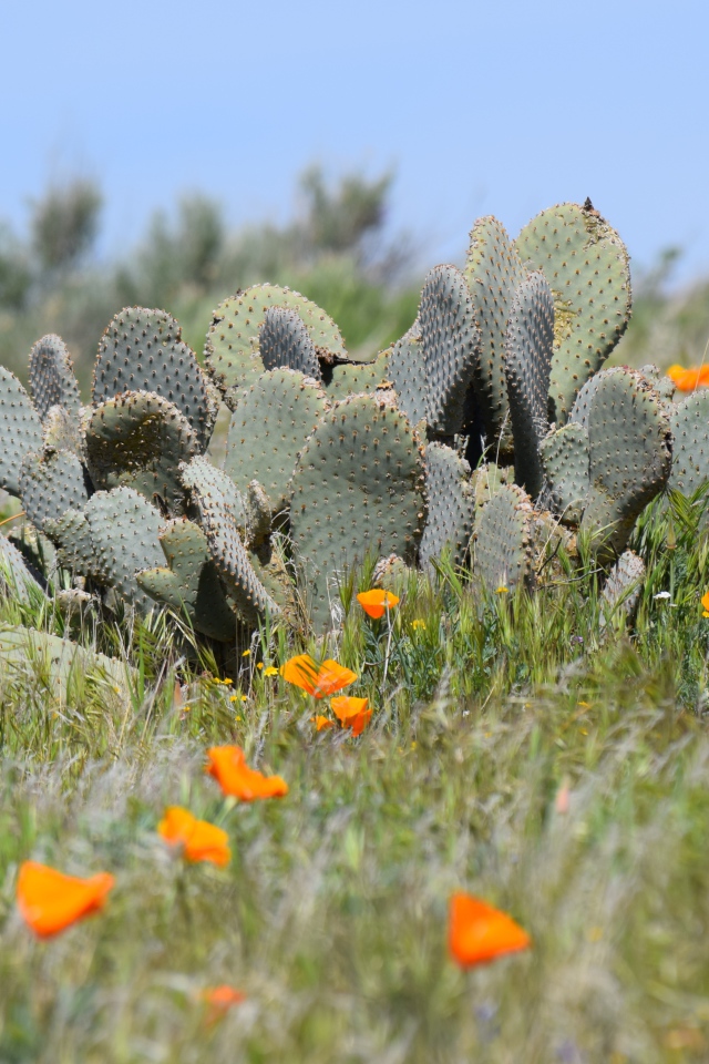 Дикий пустынный кактус и желтые маки  в Калифорнии 
