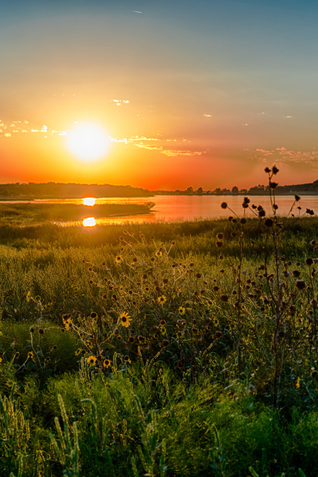Полевые цветы на закате солнца над озером