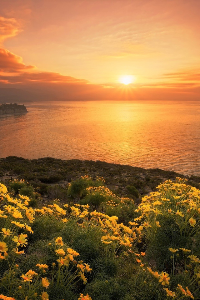 Желтые цветы на берегу океана на закате солнца