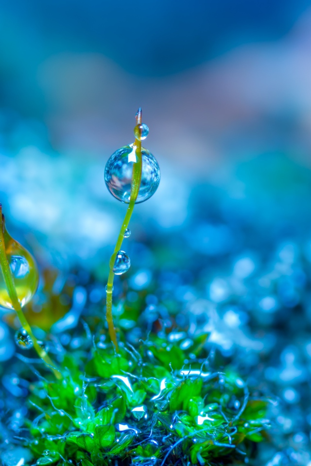 Молодой зеленый росток травы в каплях росы