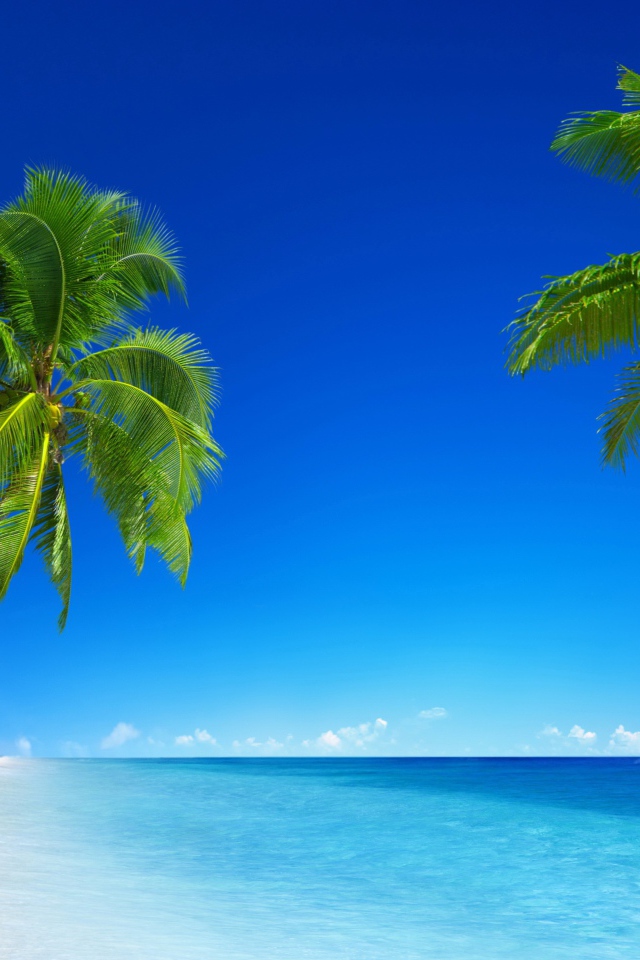 Зеленые пальмы на фоне голубого горизонта 