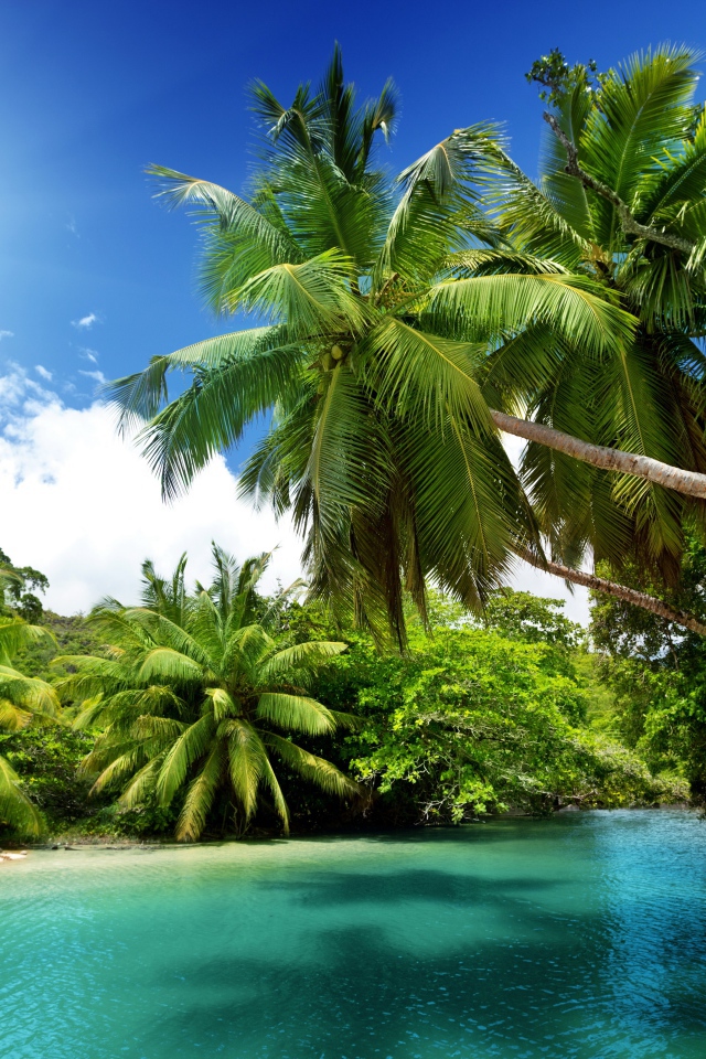 Зеленые пальмы на тропическом пляже под солнцем