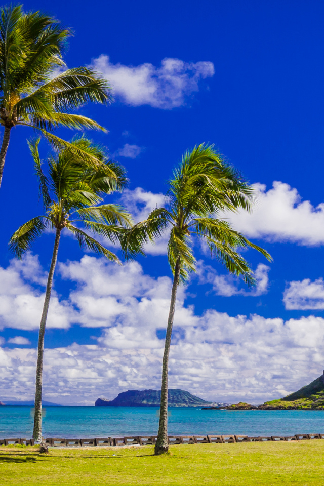 Пальмы на побережье под красивым голубым небом с белыми облаками, Гавайи. США