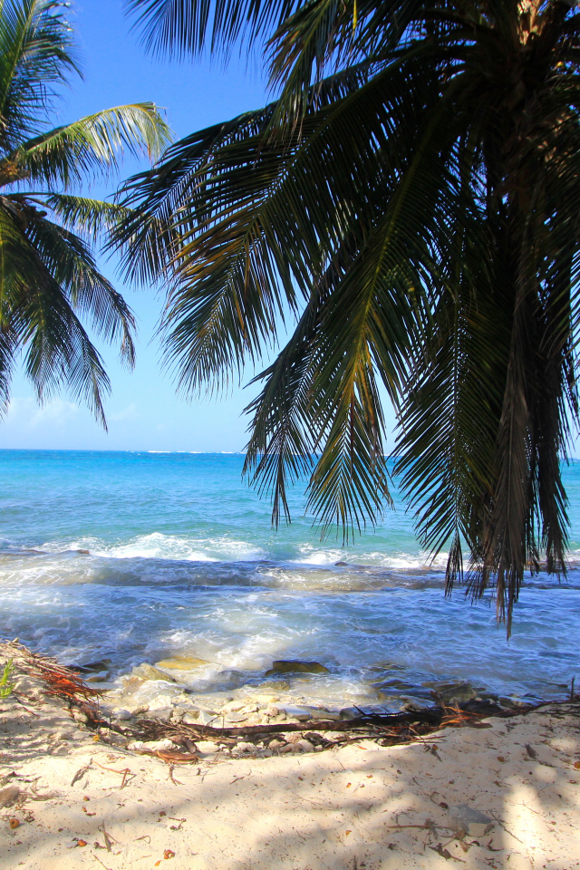 Пальмы на тропическом берегу у бушующего океана
