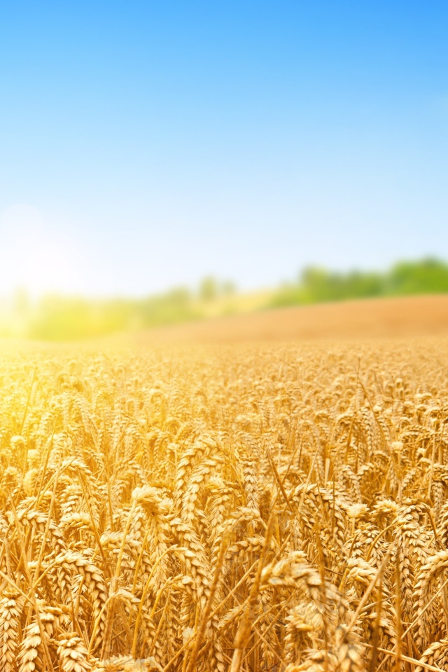Поле золотой пшеницы в лучах яркого солнца