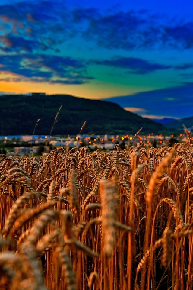 Поле спелой пшеницы на фоне красивого неба на закате