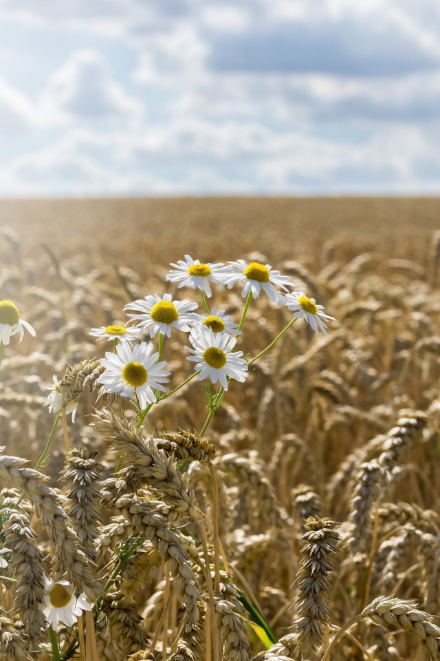 Ромашки растут на поле желтой пшеницы