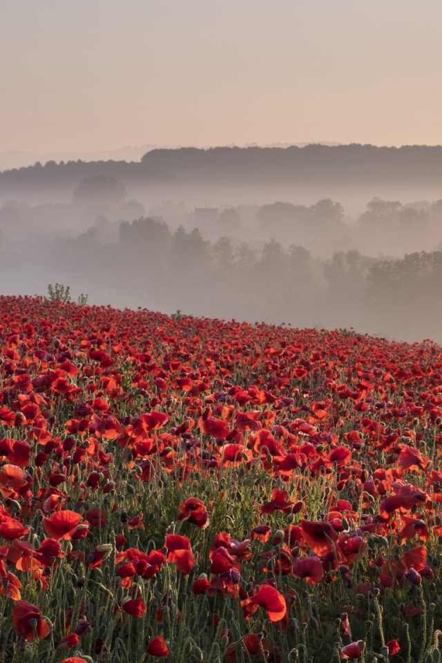 Поле красных маков в утреннем тумане