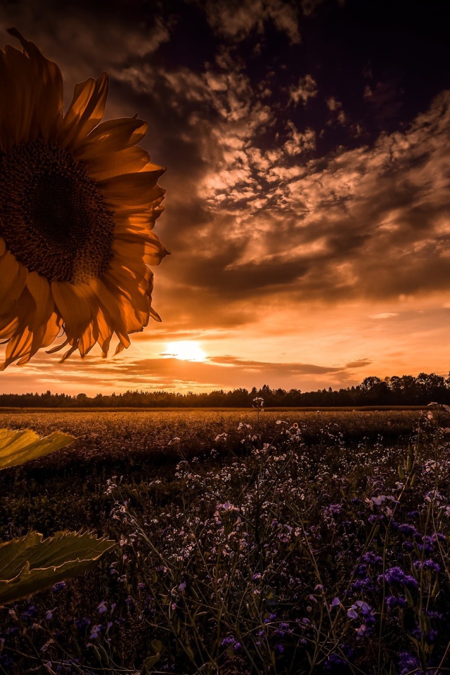 Подсолнух в поле с голубыми цветами на фоне неба 