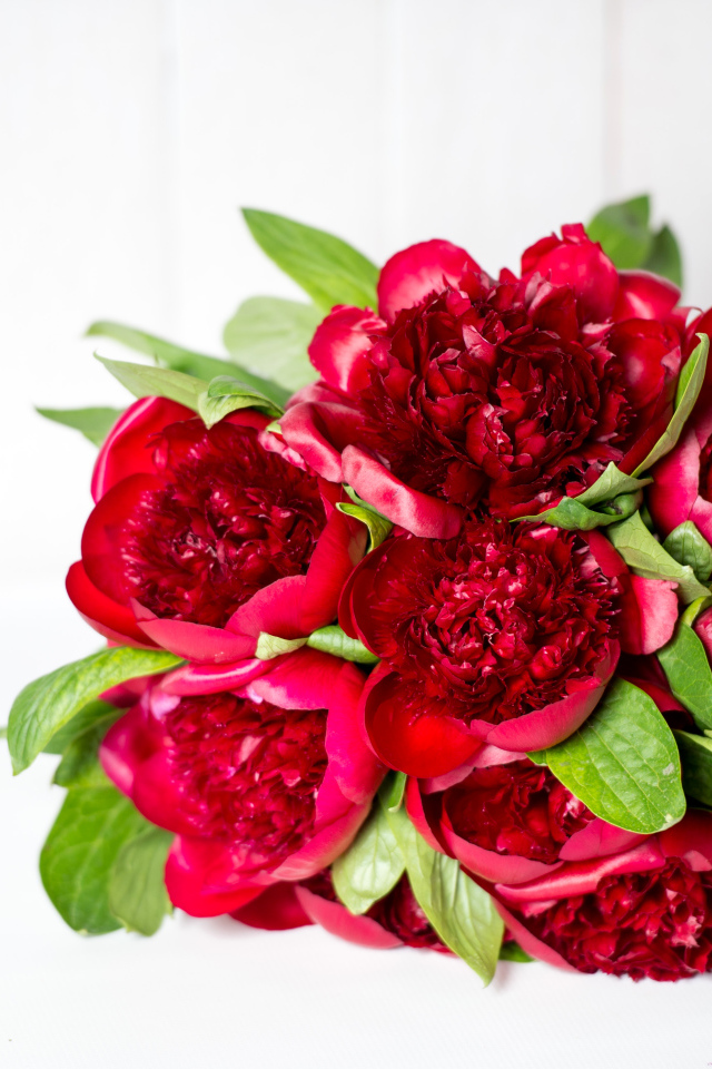 Красивый большой букет бордовых пионов