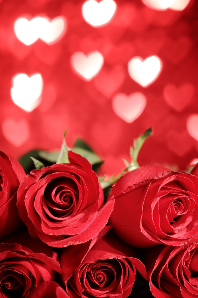 Букет крупных красных роз на фоне сердечек