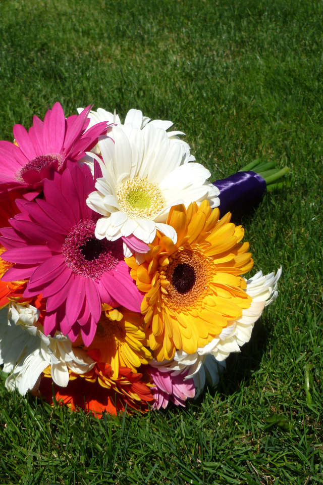 Букет разноцветных гербер лежит на зеленой траве