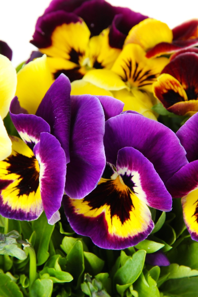 Букет цветов анютины глазки вблизи