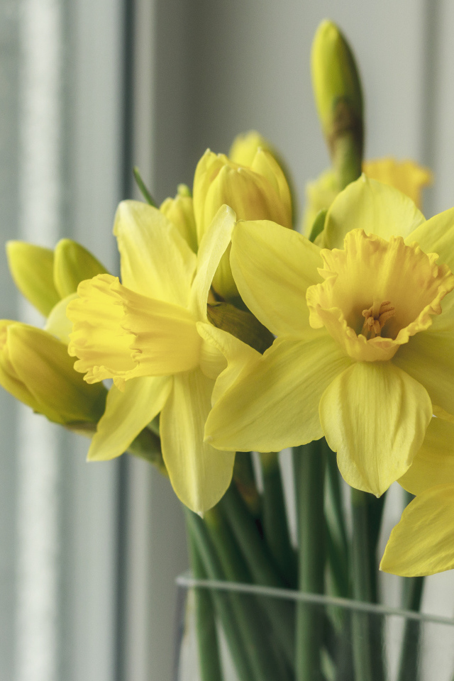 Букет желтых нарциссов в вазе у окна