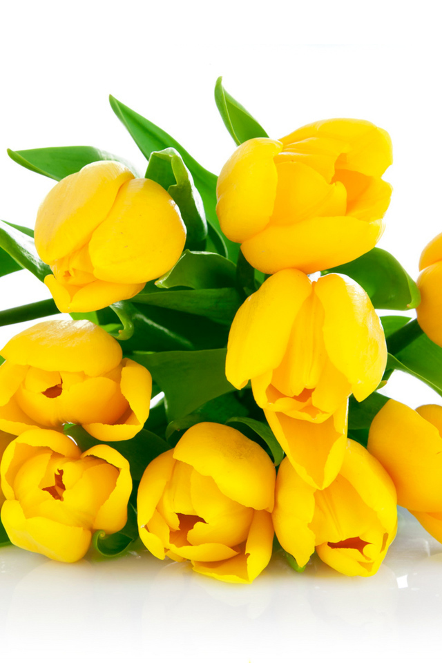 Букет желтых тюльпанов на белом фоне