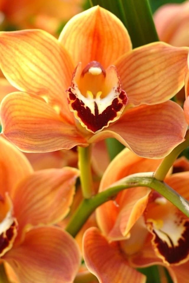 Ветка красивой экзотической оранжевой орхидеи