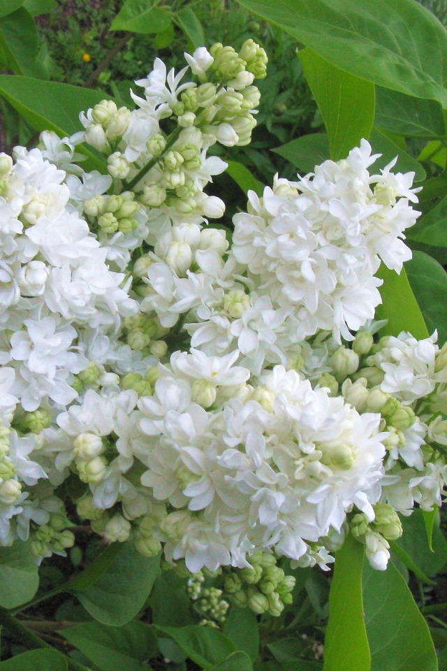 Ветка нежной сирени белого цвета