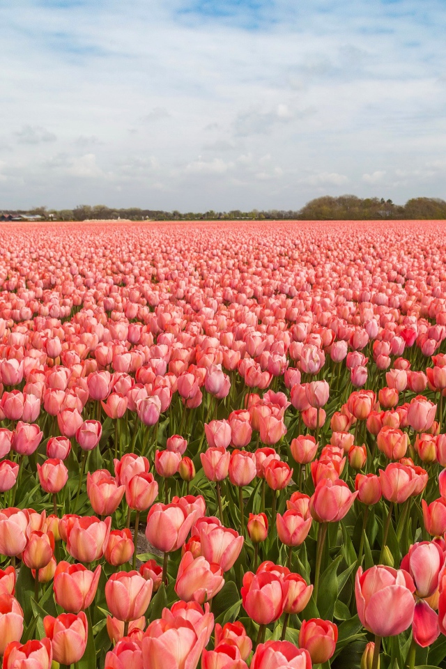 Поле красивых розовых тюльпанов под голубым небом